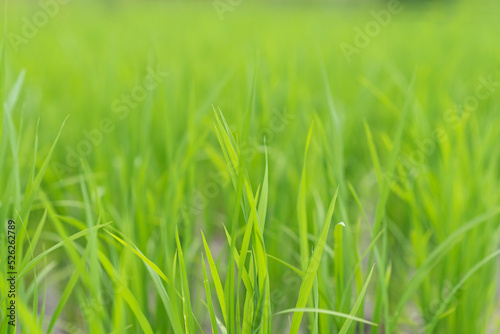 blur nature background, green texture background, soft focus of plant, agriculture economic.