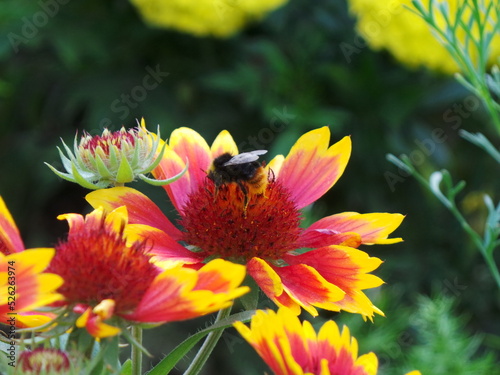Une abeille prélève le nectar d'une fleur gaillarde