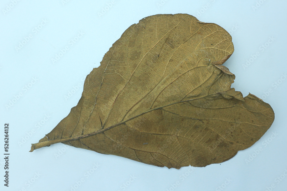 dry brown teak leaf isolated on white background dry brown teak leaf isolated on white background