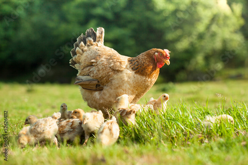 Foto organic free range hen with chicks on a rural farm on a sunny day