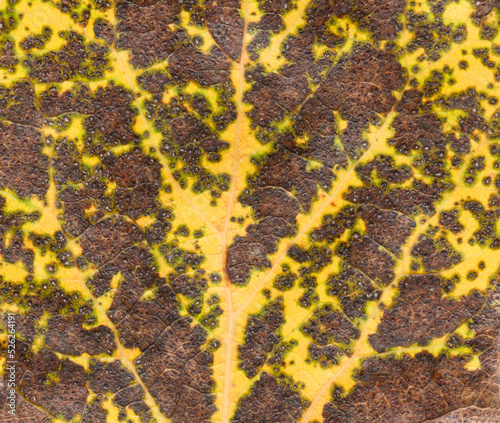 Interesting grunge background. Texture of a natural poplar leaf close-up