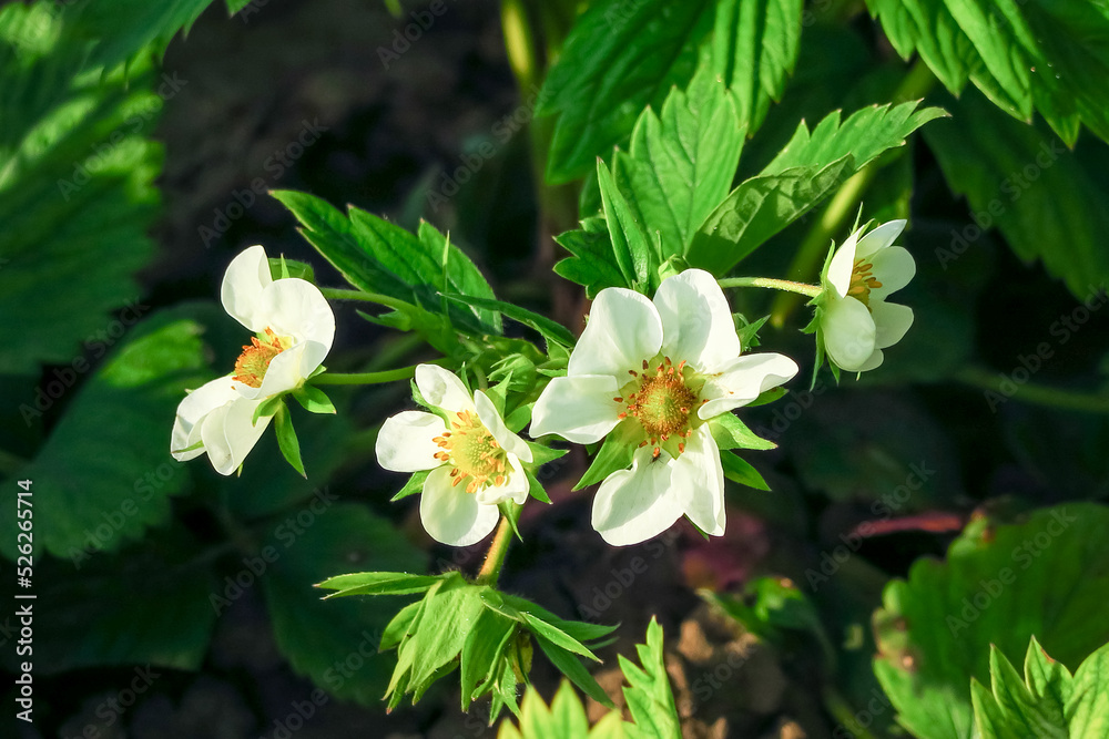 white strawberry flowers on a blooming strawberry bush growing in the garden white strawberry flowers on a blooming strawberry bush growing in the garden