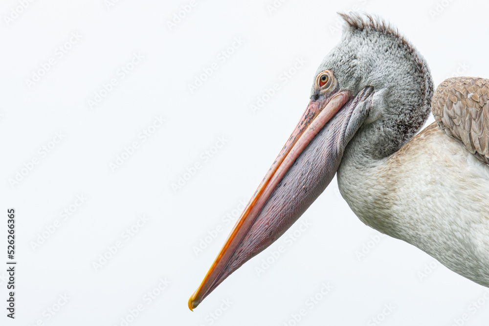 great pelican