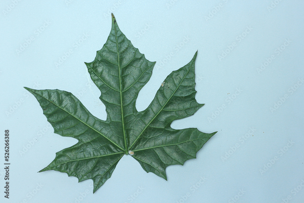 Fototapeta premium papaya leaf, green papaya leaf isolated on the white background