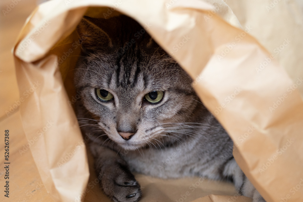紙袋に入った猫　サバトラ猫