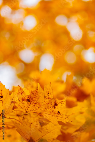 Yellow maple leaves on the branches. Autumn nature background with maple tree leaves. Copy space