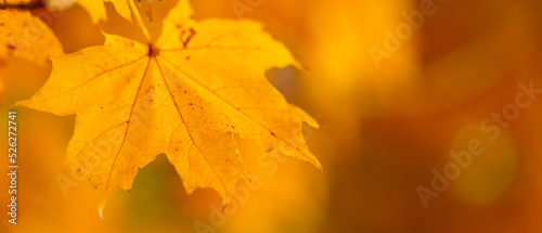 Yellow maple leaves on the branches. Autumn nature background with maple tree leaves. Copy space