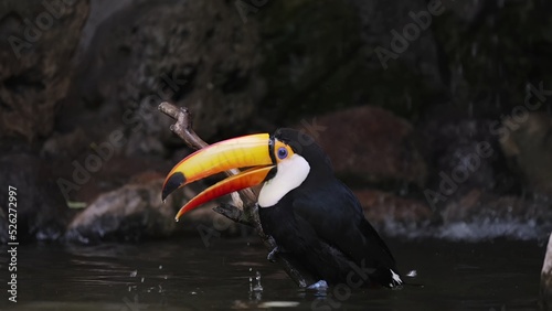 Toucan in the zoo