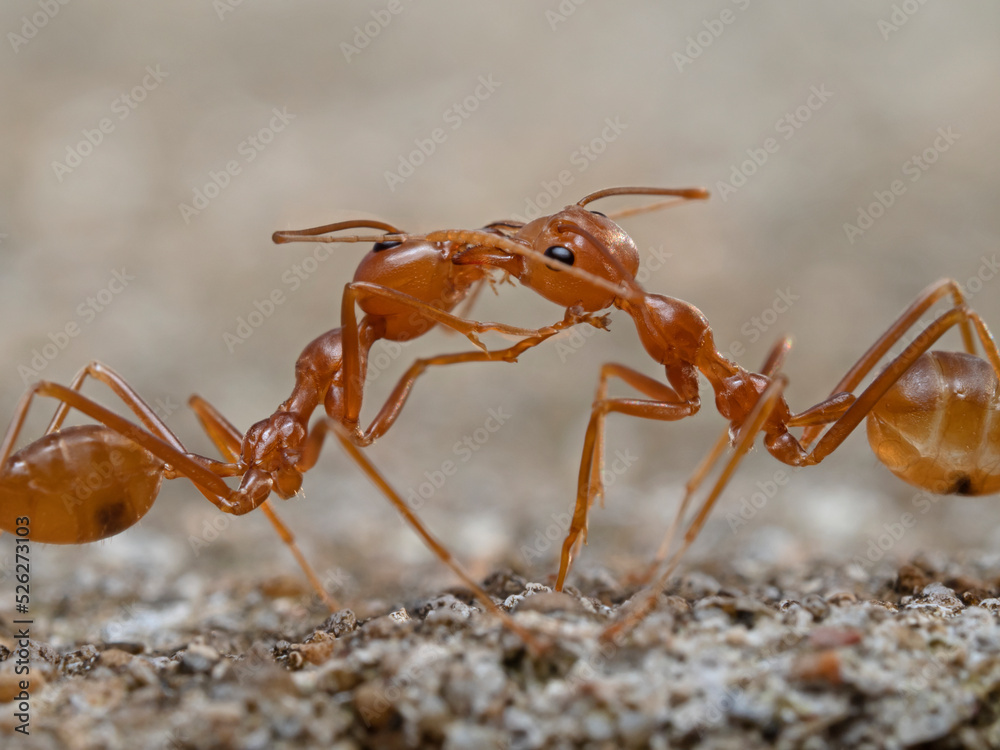 Two ants head to head