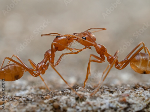 Two ants head to head © scubaluna