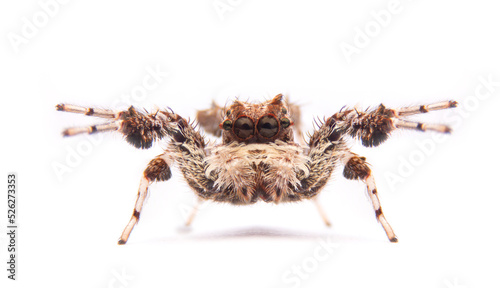 jumping spider portia labiata isolated on white background. photo