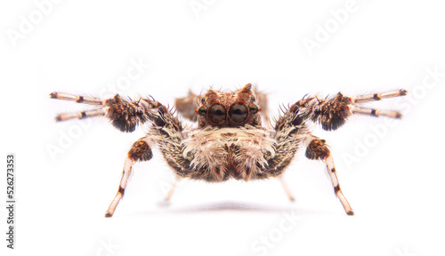 jumping spider portia labiata isolated on white background.