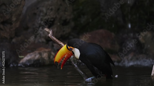 Toucan in the zoo