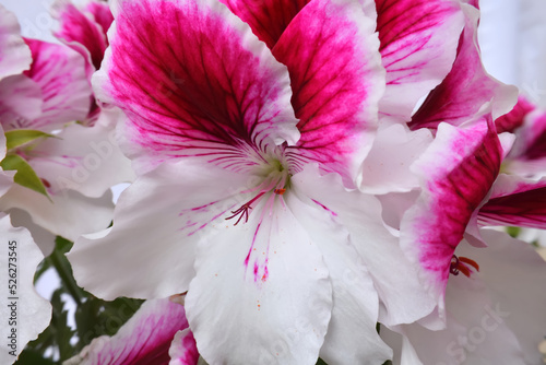 English pelargonium - royal pelargonium - flower head close up. Burgundy pistil and stamens with orange pollen.