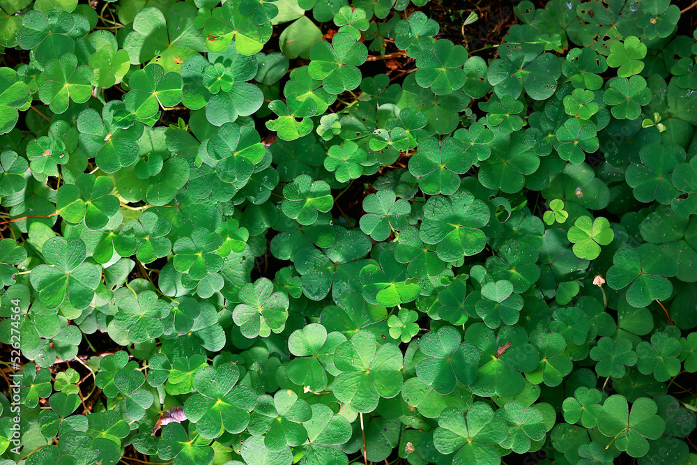 st. patrick's green background grass leaves ireland spring st. patrick's green background grass leaves ireland spring