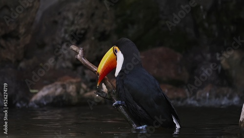 Toucan in the zoo