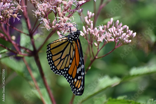 Monarch butterfly (Danaus plexippus) feeding on Joe Pye Weed (Eutrochium purpureum) in southern Michigan photo