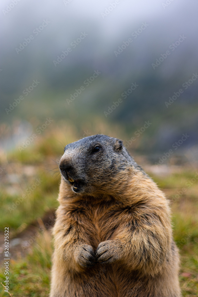 Cute Groundhog, standing on his hind legs with his mouth open. Blurred background. Groundhog with fluffy fur sitting on a meadow. View of the landscape. Photographed on Grossglockner. close up Cute Groundhog, standing on his hind legs with his mouth open. Blurred background. Groundhog with fluffy fur sitting on a meadow. View of the landscape. Photographed on Grossglockner. close up