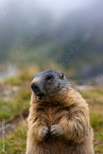 Cute Groundhog, standing on his hind legs with his mouth open. Blurred background. Groundhog with fluffy fur sitting on a meadow. View of the landscape. Photographed on Grossglockner. close up © Jan Ptáček