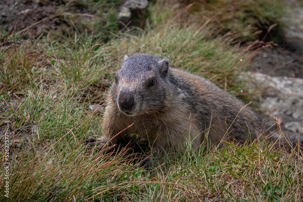 Naklejka premium Cute Groundhog, who came out of his burrow and is looking around. Blurred background. Groundhog with fluffy fur sitting on a meadow. View of the landscape. Photographed on Grossglockner.