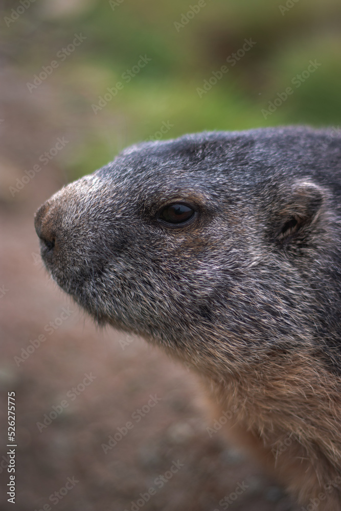 Cute Groundhog photographed from the side. Blurred background. Groundhog with fluffy fur sitting on a meadow. View of the landscape. Groundhog Day. Photographed on Grossglockner. Cute Groundhog photographed from the side. Blurred background. Groundhog with fluffy fur sitting on a meadow. View of the landscape. Groundhog Day. Photographed on Grossglockner.