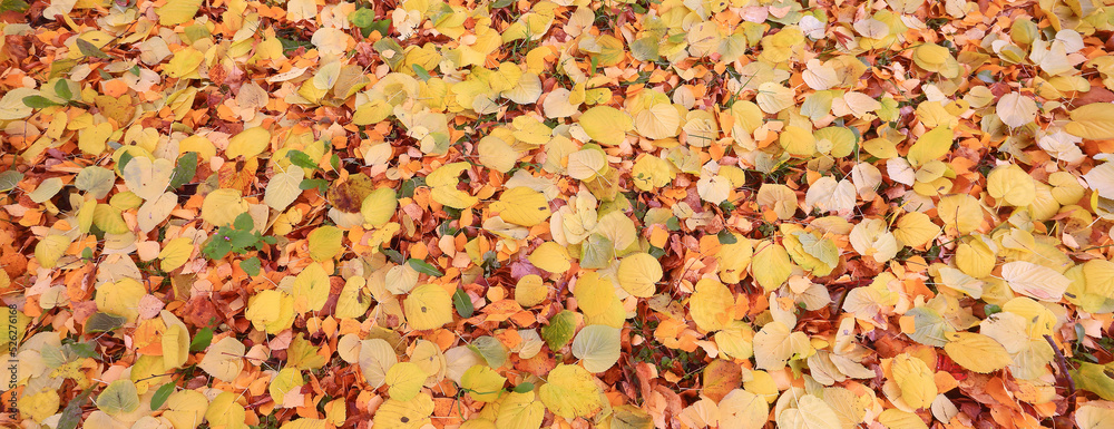 yellow fallen leaves abstract background, calendar golden fall yellow fallen leaves abstract background, calendar golden fall