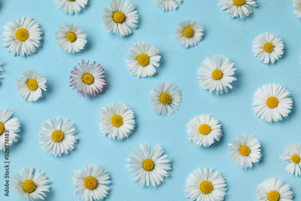 Many beautiful daisy flowers on light blue background, flat lay Many beautiful daisy flowers on light blue background, flat lay