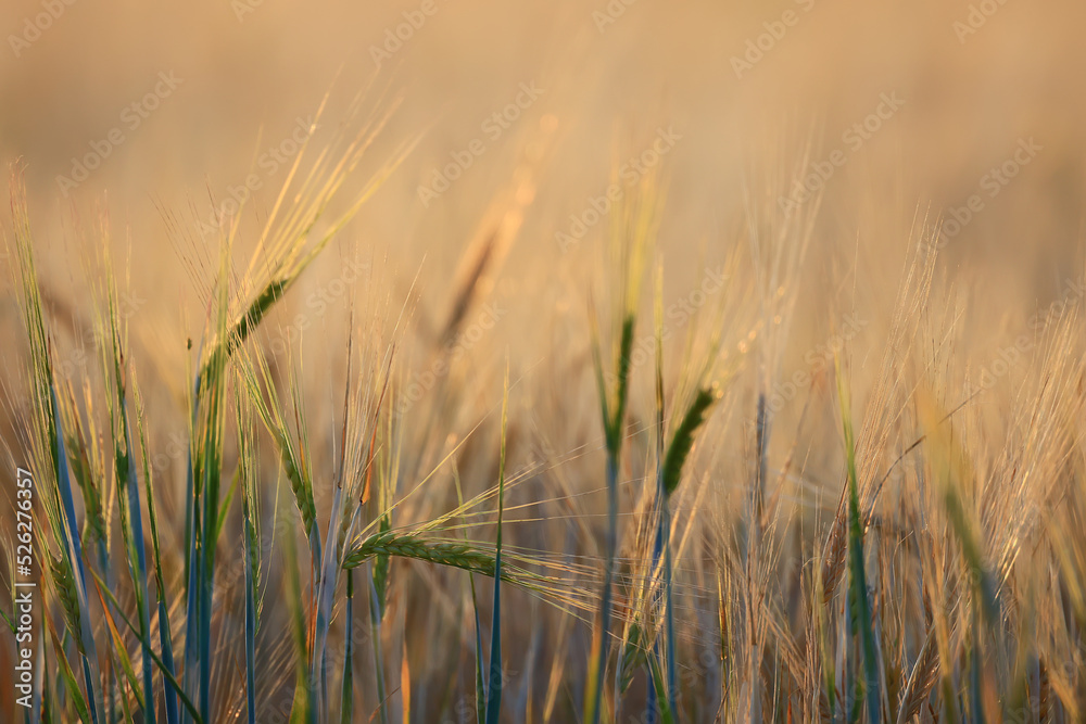 grain harvest background crisis farming grain harvest background crisis farming