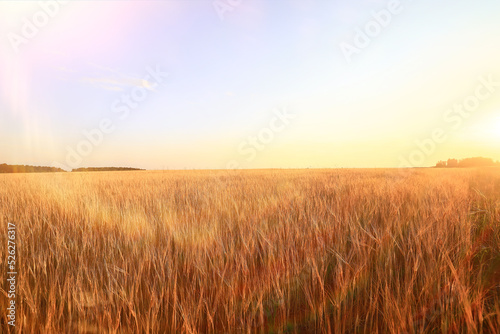 grain harvest background crisis farming