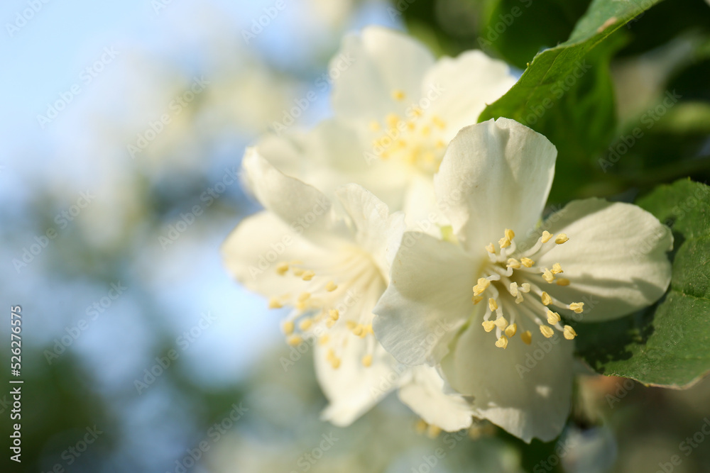 Beautiful blooming white jasmine shrub outdoors, closeup. Space for text Beautiful blooming white jasmine shrub outdoors, closeup. Space for text