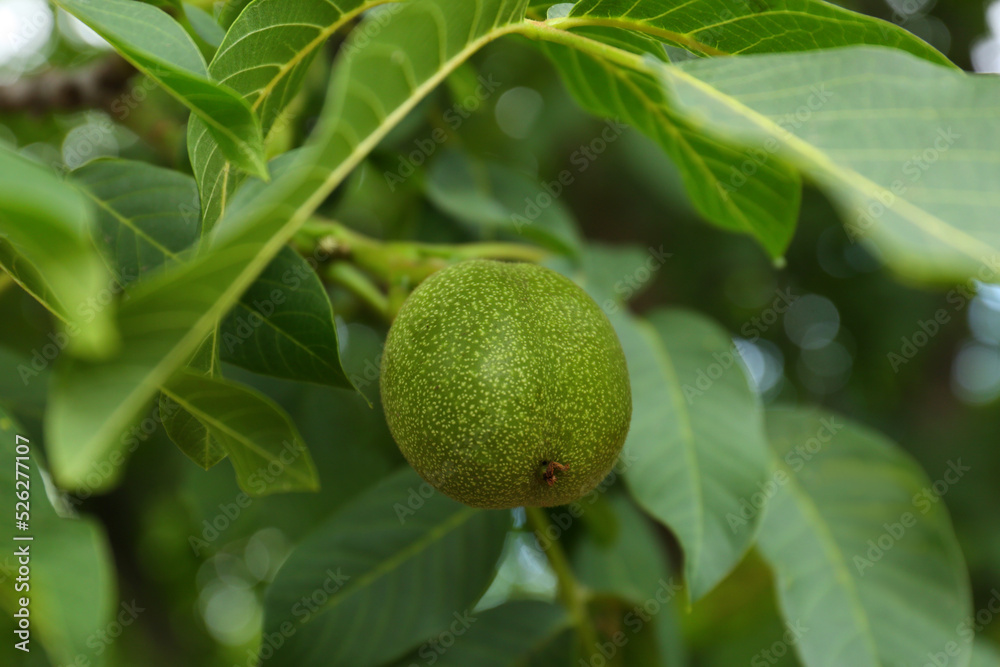 Green unripe walnut on tree branch, closeup Green unripe walnut on tree branch, closeup