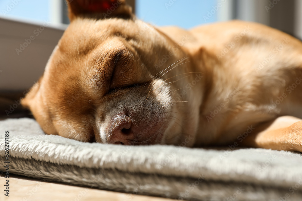 Do Dogs Need To Sleep On Something Soft