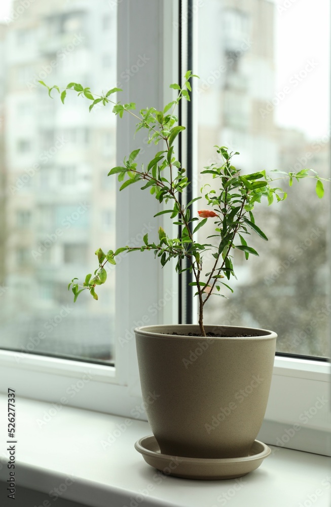 Potted pomegranate plant on window sill indoors