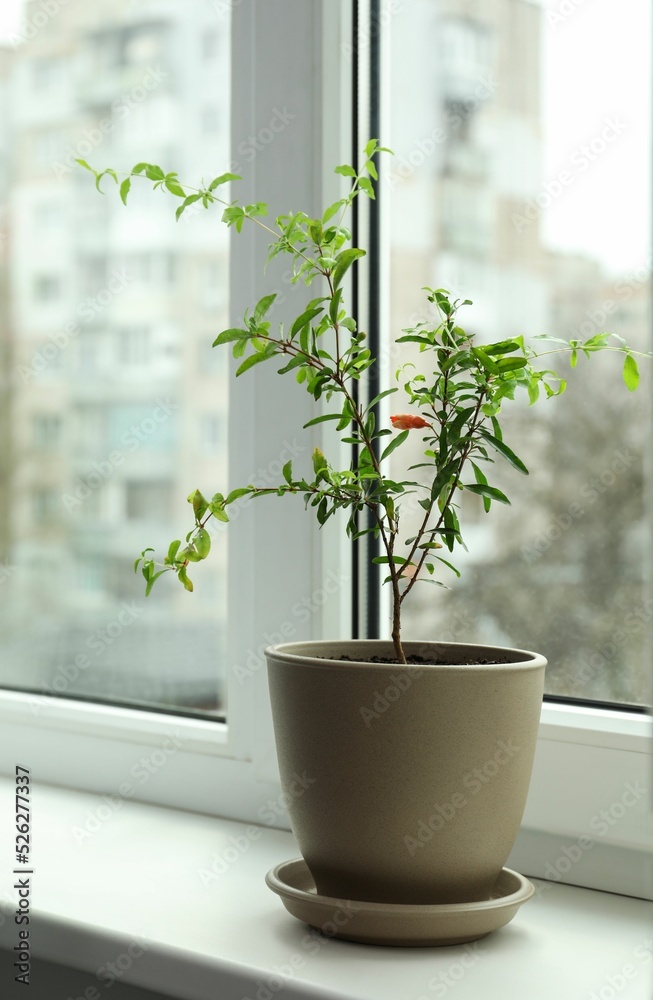 Potted pomegranate plant on window sill indoors Potted pomegranate plant on window sill indoors