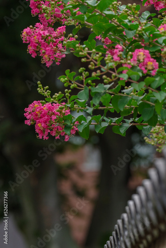 瓦のある塀と赤い百日紅