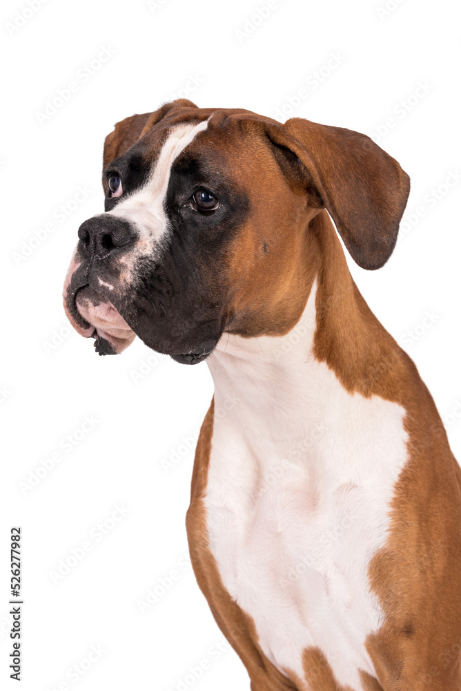 portrait of the boxer dog