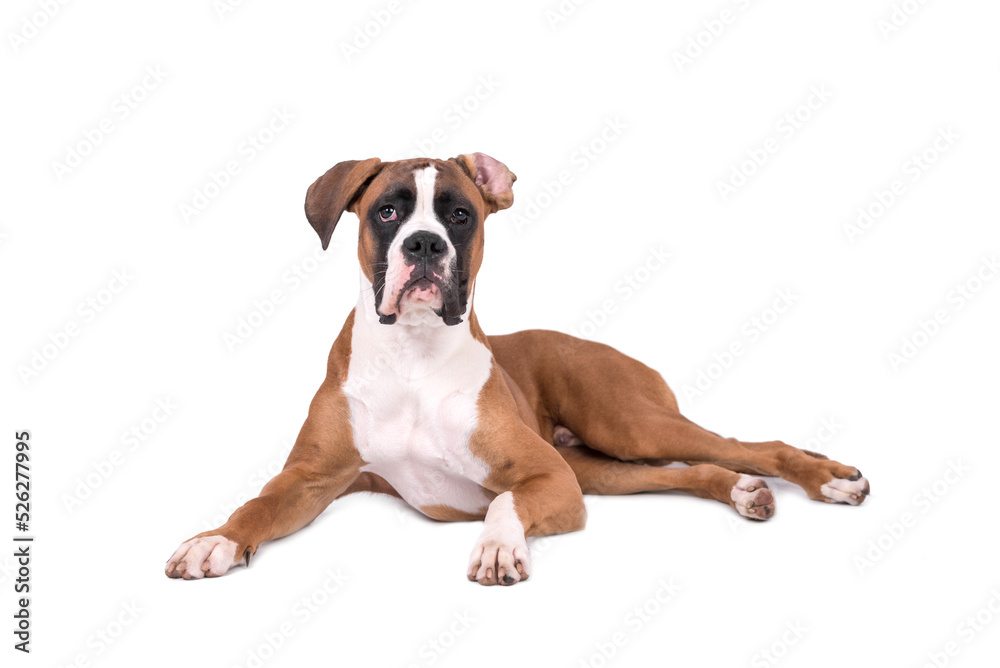 portrait of the boxer dog