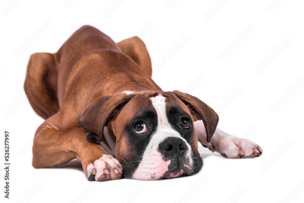 portrait of the boxer dog