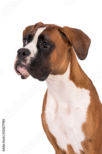 portrait of the boxer dog © angloma