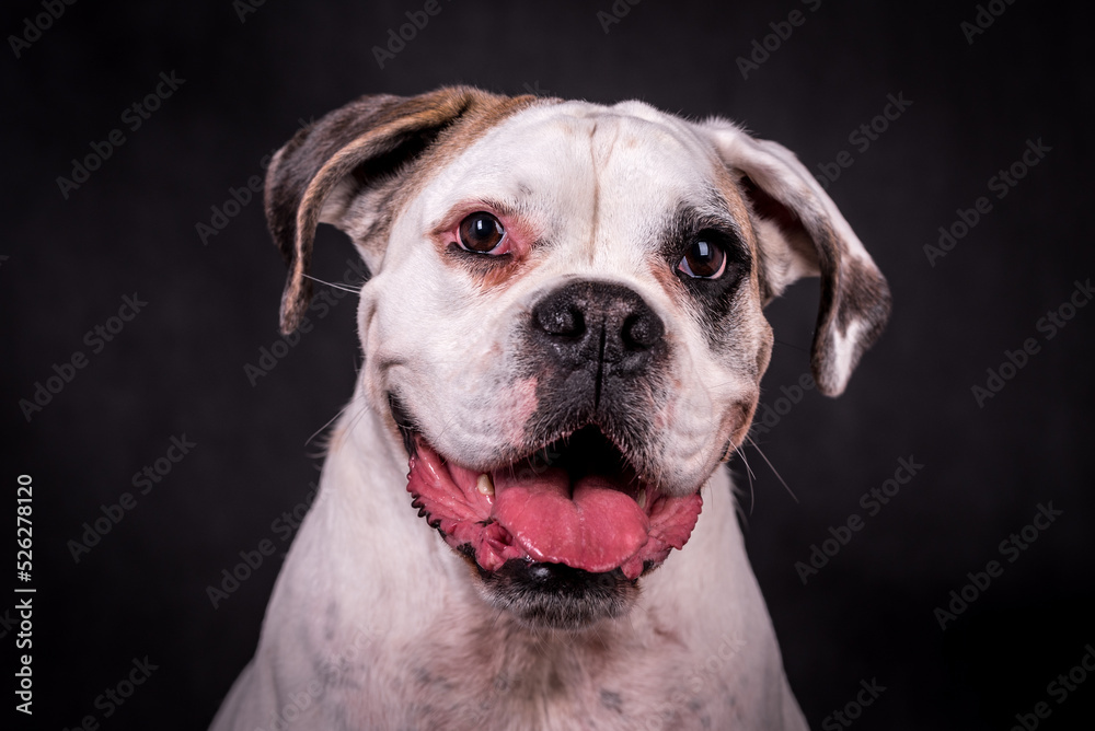 Fototapeta premium portrait of the boxer dog