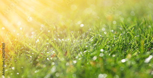 Closeup view of green grass with dew on sunny day, bokeh effect. Banner design