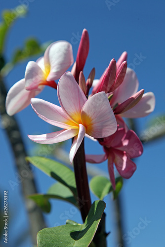Close up of pink Frangipani blooms  Mauritius 