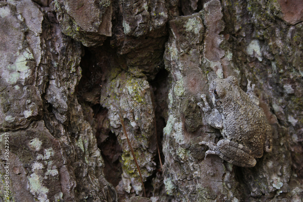 Gray Tree Frog Hyla chrysoscelis on pine tree in Eastern Texas