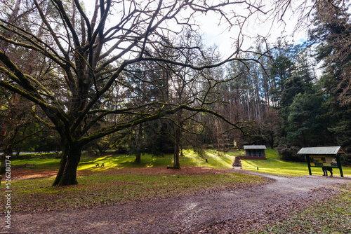 Fernshaw Picnic Ground in Victoria Australia photo