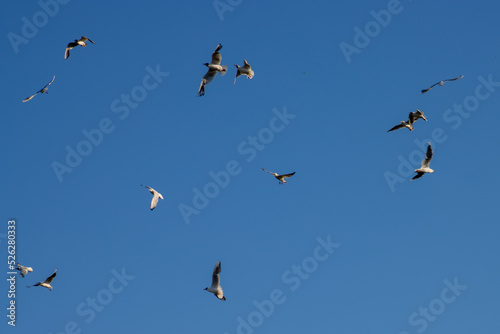 Flock of Seagulls flying on blue sky background © Robert Knapp