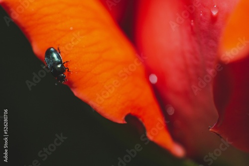 Closeup shot of the black bug on a red rose petal photo