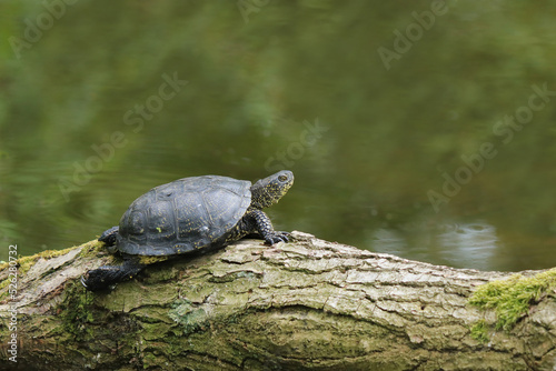 Schildkröte auf einem Baumstamm am Wasser