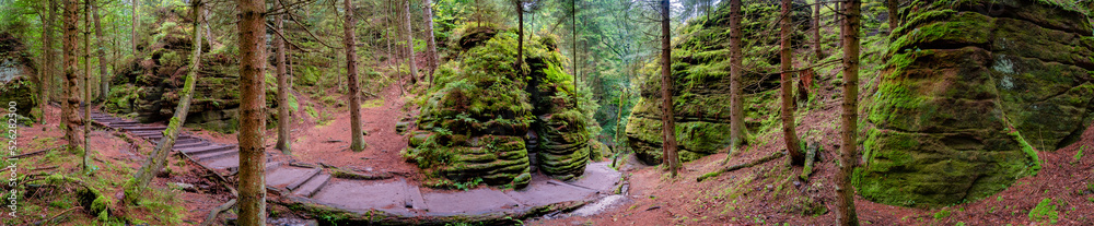 Fototapeta premium Panoramic over magical enchanted fairytale forest with fern, moss, lichen and sandstone rocks at the hiking trail Swedish Holes in the national park Saxon Switzerland near Dresden, Saxony, Germany.
