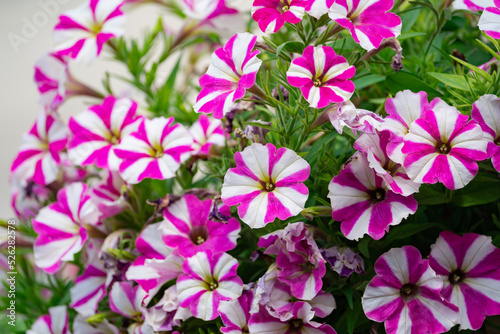 Floral background, blooming colorful lush petunia bushes on a flower bed, sunny day