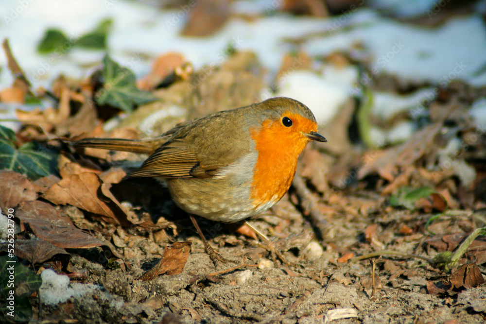 Robbin sitting on the ground between the snow and leaves during winter. Bird puffed up to keep warm. Robbin sitting on the ground between the snow and leaves during winter. Bird puffed up to keep warm.